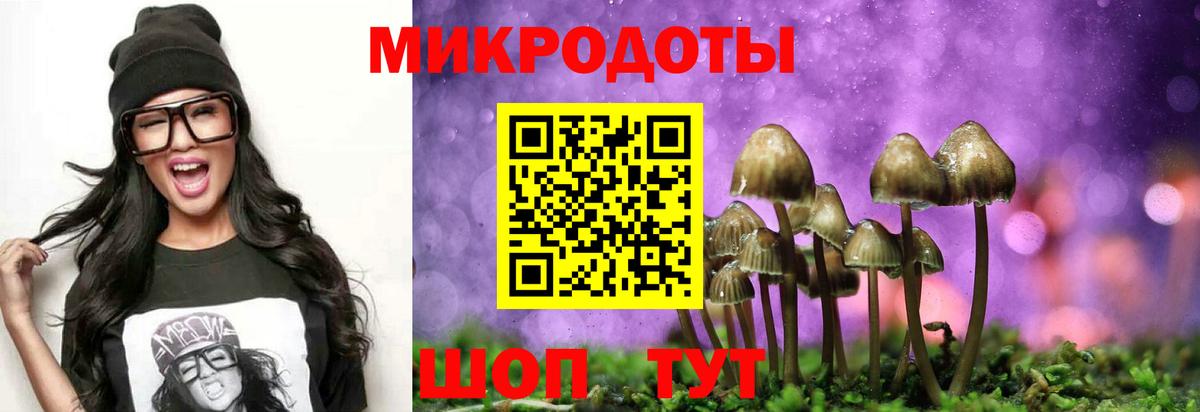 Псилоцибиновые грибы Cubensis Курчатов